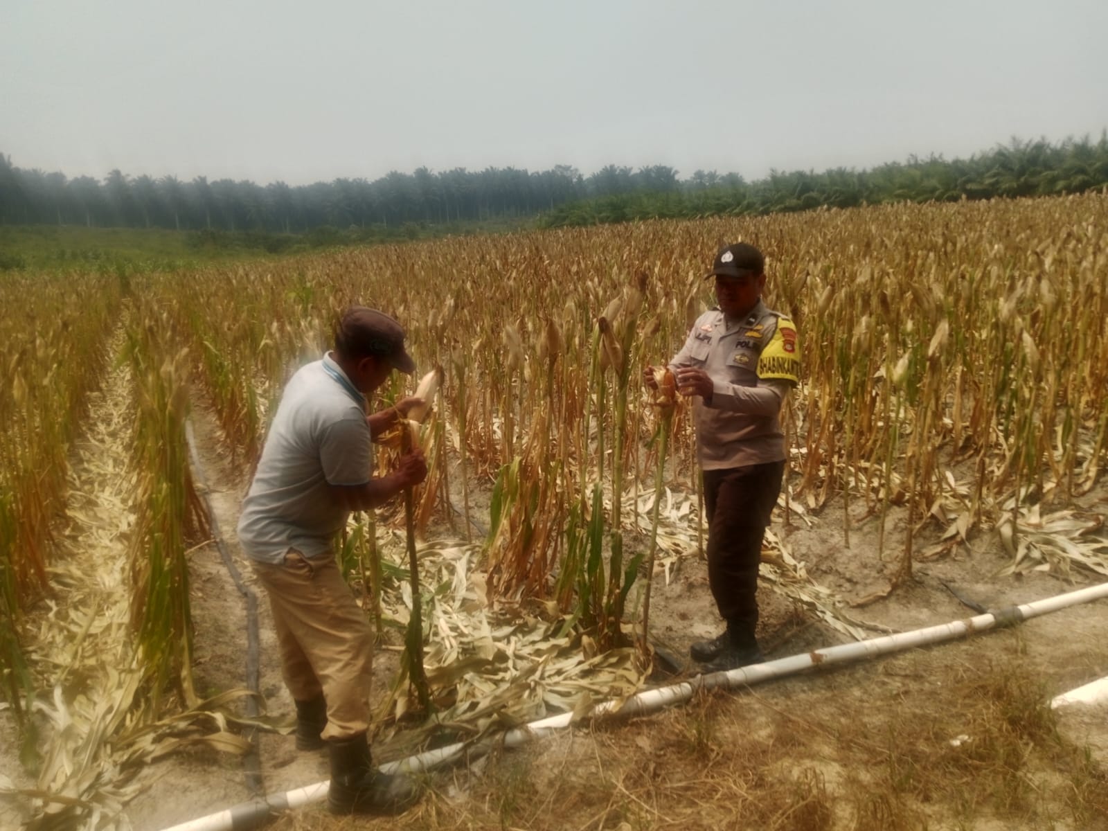 *Polsek Bunut Monitoring Lahan Jagung Pipil PT. Serikat Putra, Pertumbuhan Tanaman Berkembang Baik*